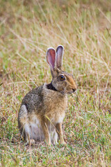 Black-naped hare resting on the shade of a tree in Yala, Sri Lanka	