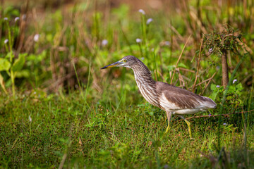Indian Pond heron hunting for fish  on the edge of a swamp in Yala, Sri Lanka