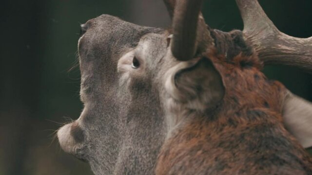 Male European Red Deer Or Cervus Elaphus Have A Roar During Rut. Red Deer Inhabits Most Of Europe, Caucasus Mountains Region, Parts Of Asia. Male Deer Roaring In Autumn Forest