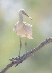 Wild, juvenile yellow-billed spoonbill (Platalea flavipes) perched on branch with blurred background.