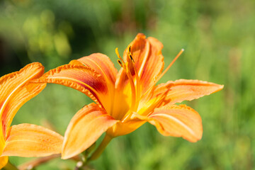 Closeup photo of orange daylily flowers (Hemerocallis fulva) highlighted by the sun. Flowers shot in the garden over the green blurred background. Copy space. Selective focus