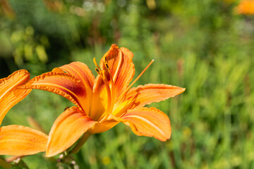 Orange daylily flowers (Hemerocallis fulva) highlighted by the sun. Flowers shot in the garden over the green blurred background. Copy space. Selective focus