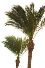 Two palm trees against white background. Travel, tourism, vacation, holiday concept.