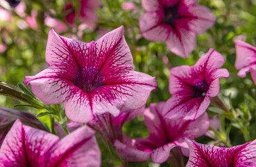 Purple flowers of Petunia, also known as Petunia Juss. Flowers are in the country garden during warm and sunny spring day