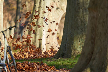Leaves are stirred up. Between several trees in the park. Transition autumn winter time. Bicycle in the foreground depth blur.