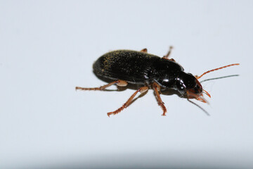 harpalus rufipes insect macro photo