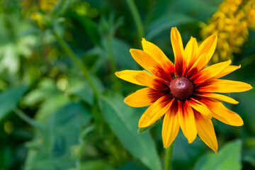 Yellow flower of Sunny Rudbeckia. Country garden during sunny spring day over background of greenery. genus of annual, biennial and perennial herbaceous plants of  Asteraceae family