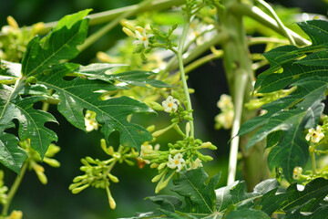 Carica papaya Male flower, The papaya , papaw, Pepaya or pawpaw is the plant,  species in the genus...