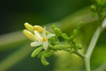 Carica papaya Male flower, The papaya , papaw, Pepaya or pawpaw is the plant,  species in the genus Carica of the family Caricaceae.