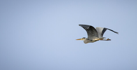 Flying Grey Heron - Ardea cinerea