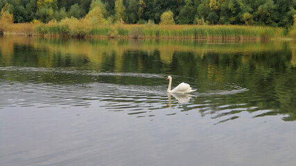 A wild swan floating on a quiet lake.