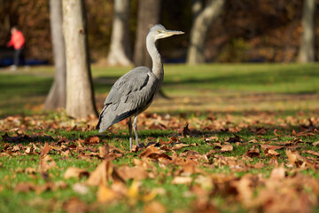 Grey heron (Ardea cinerea) in a public park in Stuttgart. Water bird on green meadow with brown...