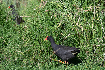 Dusky moorhen striding through an area with long grass, as another moorhen is in the background, partially obscured