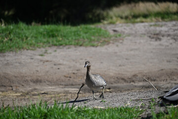 Female Australian wood duck, with grass in its beak, traversing a large patch of dirt, heading towards a grassy area