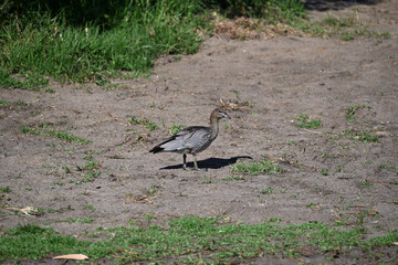 Female Australian wood duck standing alone on a patch of dirt during a bright summer afternoon