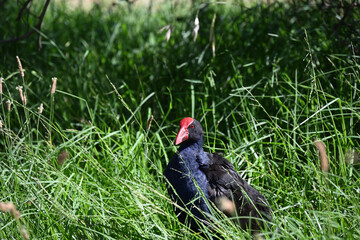 Purple swamphen, or pukeko, standing in long grass on a bright summer day