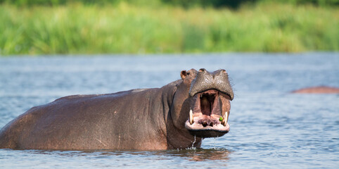 Impressive, massive hippo yawning wide-mouthed in the waters of the Nile, Murchison Falls National Park, Uganda, Africa.