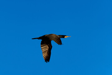 Flying cormorant (Kormoran, Phalacrocorax carbo). Water bird with spread wings against blue background. Animal wildlife in germany.