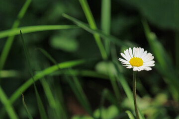 natural yellow pumpkin flower photo