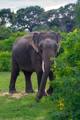 The Sri Lankan elephant (Elephas maximus maximus) is one of three recognised subspecies of the Asian elephant, and native to Sri Lanka