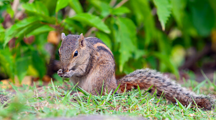 Naklejka na ściany i meble The Indian palm squirrel is a species of rodent in the family Sciuridae found naturally in India and Sri Lanka