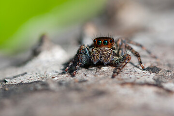 Jumping spiders or the Salticidae are a family of spiders.