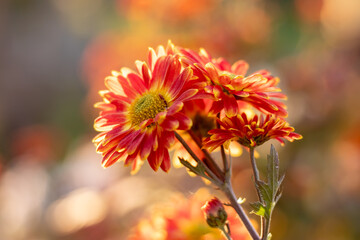 Orange chrysanthemum flower in garden close up