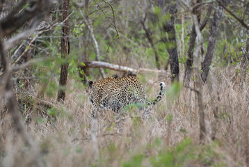 leopard, Panthera pardus, stalking through the dense african bush
