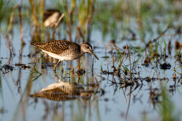 Tringa glareola or wood sandpiper in marshland