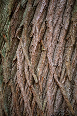 Texture of a tree bark in Ashridge