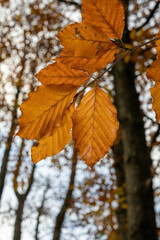 Autumn leaves in Ashridge
