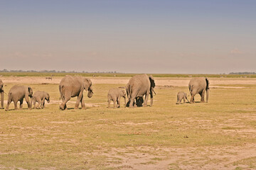 Fototapeta na wymiar Famille Eléphants éléphanteaux Loxodonta africana au Kenya
