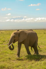 Obraz na płótnie Canvas Paysage Famille Eléphants éléphanteaux Loxodonta africana devant le Kilimandjaro au Kenya
