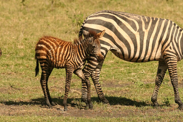 Fototapeta na wymiar zèbre de Burchell Equus burchelli jeune, bébé Afrique Kenya