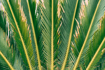 Lush green palm branches. Close-up