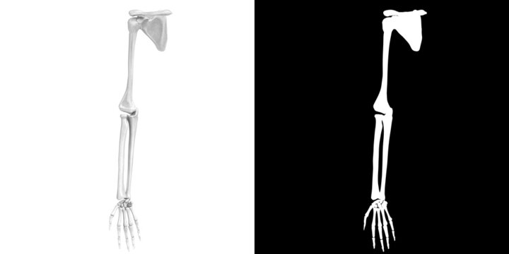 3D rendering illustration of stylized human hand and arm bones anatomy