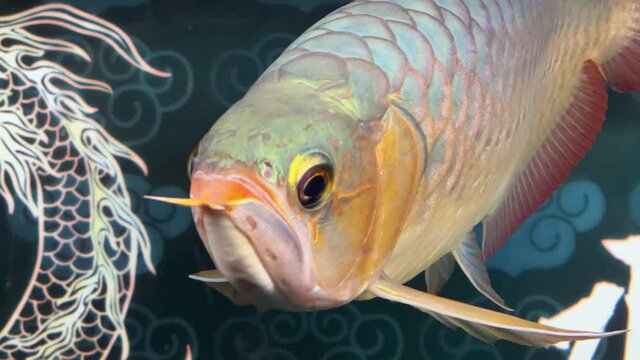 A close-up of a large arowana reared in a fish tank