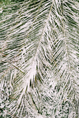 Palm leaves under the snow. Close-up