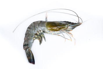 shrimp isolated on white background
