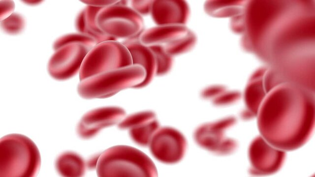 Red blood cells flow on white background