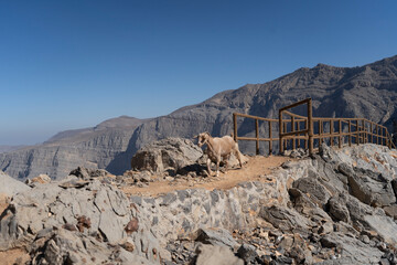 Goat in Jebel Jais Mountains