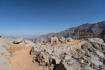 Fototapeta na wymiar Goat in Jebel Jais Mountains