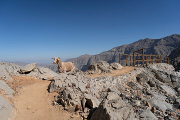 Goat in Jebel Jais Mountains