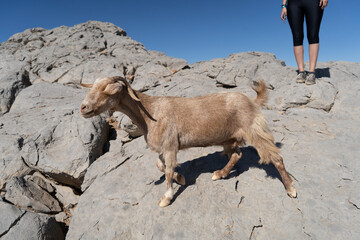 Goat in Jebel Jais Mountains