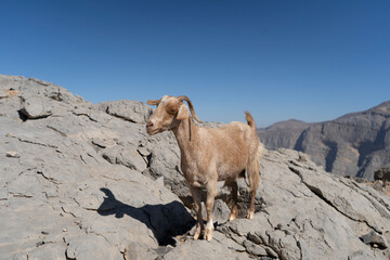 Goat in Jebel Jais Mountains