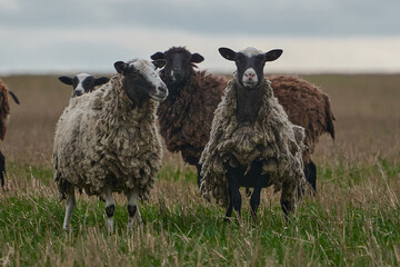 a herd of sheep and goats grazing in a meadow