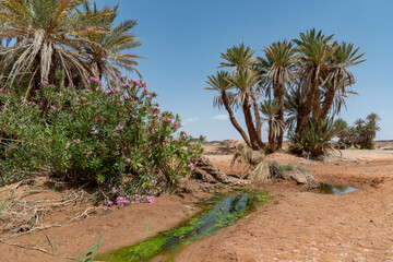 In the Sahara Desert in Morocco. An oasis near erg chebbi. Palm trees and oleanders grow near a waterhole covered with aquatic plants