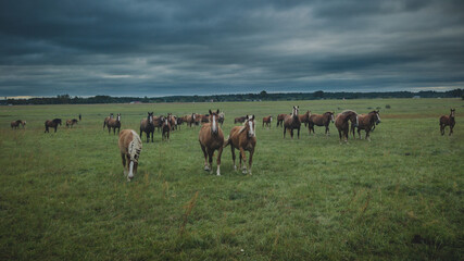 Drone photography of horse herd