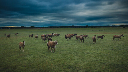 Naklejka na ściany i meble Drone photography of horse herd during cloudy day. 3