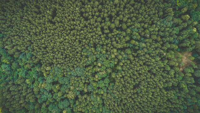 Forest view from top up.